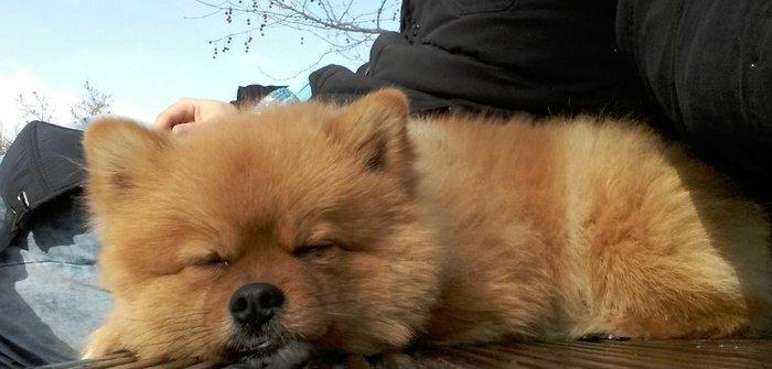 Pomeranskiy Şpits 2 yaş yarim. erkek, saqlam ,insanla oynamaqi seven v