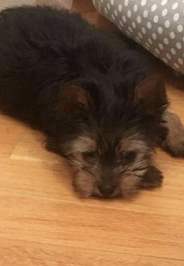 Tecili  ÇOX UCUZ QİYMETE 3 aylıq mini york satılır. Passportu var.