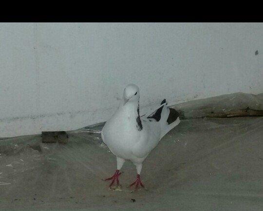 Salam Quş satlır qırmızı boyundu erkəydi bir az başında əyrilik var od