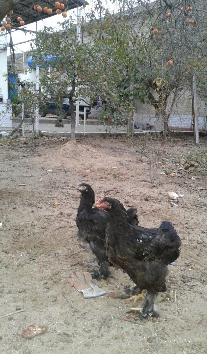 5 ayliq bir cut brama black zil qaradi rengleri baksinleri olunub saql