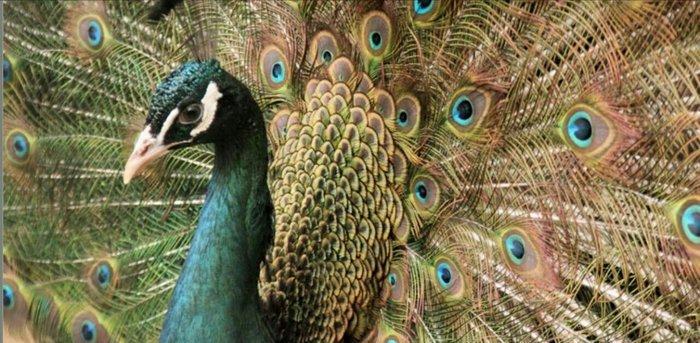 Hind parodu tovuz quwu tam saglam  4 yaw cutu endirimle 750 manat