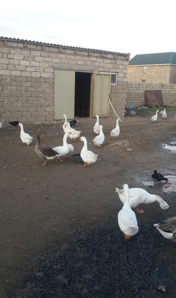 qazlar 1 illiy ve 8aylig linda ve kuban qazlari 35 manata 1denesi