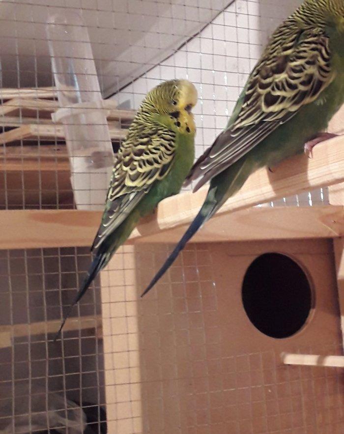 Cex erkek satiram hazur quwdu hec bir problemi yoxdur. Qiymet 1 quwa a