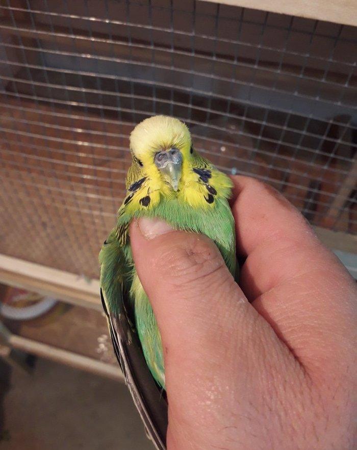 Cex erkek satiram hazur quwdu hec bir problemi yoxdur. Qiymet 1 quwa a