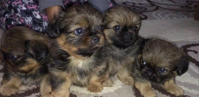 2aylıg pekınes balaları sAtılır 2 erkey 2 dıwıdı tam saglamdılar. Qıym