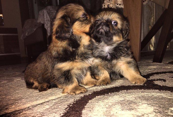 2aylıg pekınes balaları sAtılır 2 erkey 2 dıwıdı tam saglamdılar. Qıym