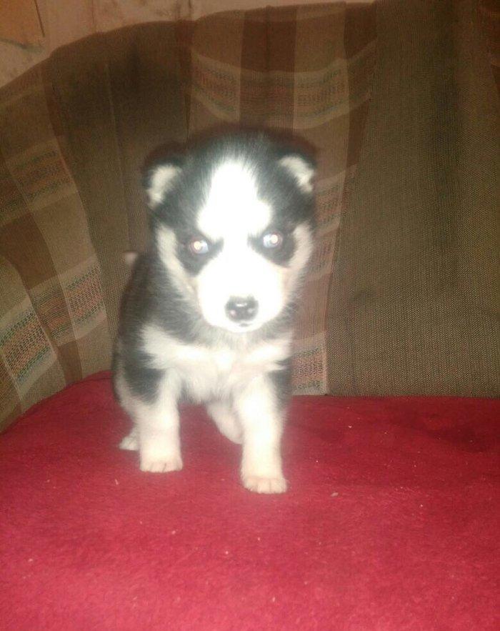 -Haski baLası 25 günlüydü dişidi ciddi aLıcılar müraciət edə biLər