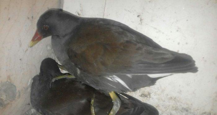 soltanka qusu satilir ozumde cixib bu ilin balaridi. cutu 30 m .