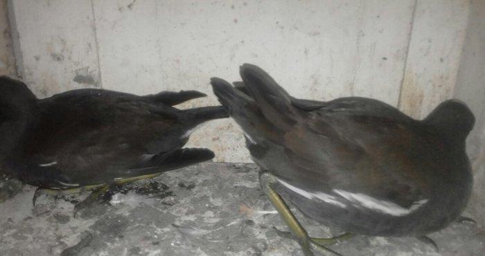 soltanka qusu satilir ozumde cixib bu ilin balaridi. cutu 30 m .