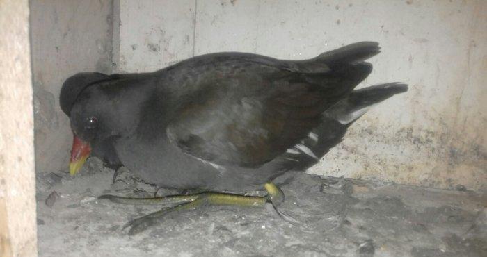 soltanka qusu satilir ozumde cixib bu ilin balaridi. cutu 30 m .