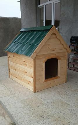 it yivasi. olculer yaxwidi her olcude it yerwer icene. laklanib. ico i