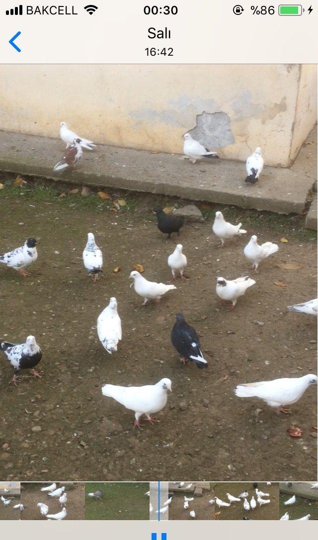 25 denedi Hamsi des satilir tek tek satilmir icinde tek 100manata ali