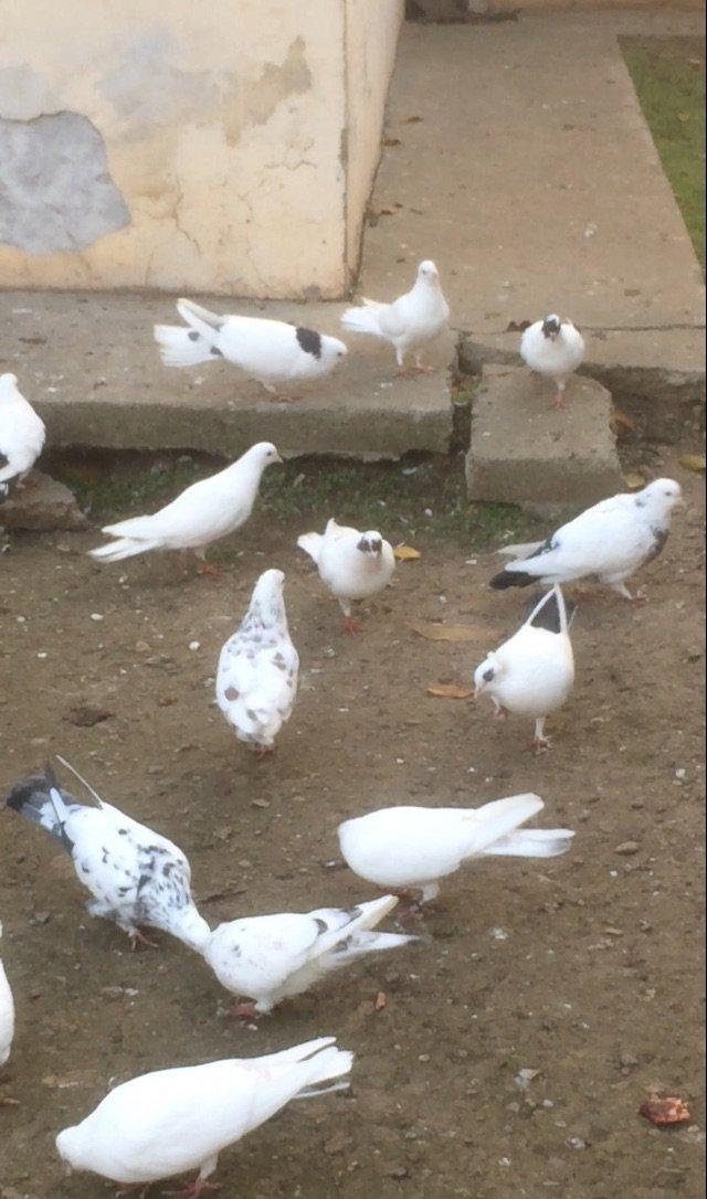 25 denedi Hamsi des satilir tek tek satilmir icinde tek 100manata ali