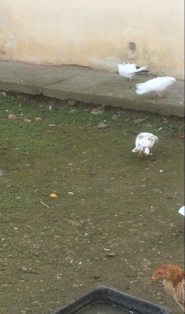 25 denedi Hamsi des satilir tek tek satilmir icinde tek 100manata ali