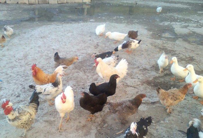 tam saglamdilar yumurtaliq toyuqlar 6-7ayliqdi tecili satilir ve ya ke