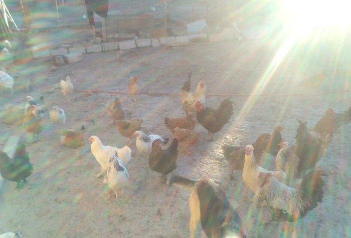 tam saglamdilar yumurtaliq toyuqlar 6-7ayliqdi tecili satilir ve ya ke