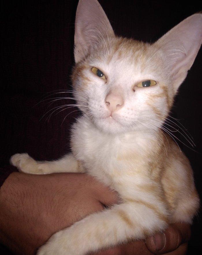 ela veziyetdedi çürügü yoxdu xadovoyu sazdı ili 2017 - di QİYMETİ 10 A