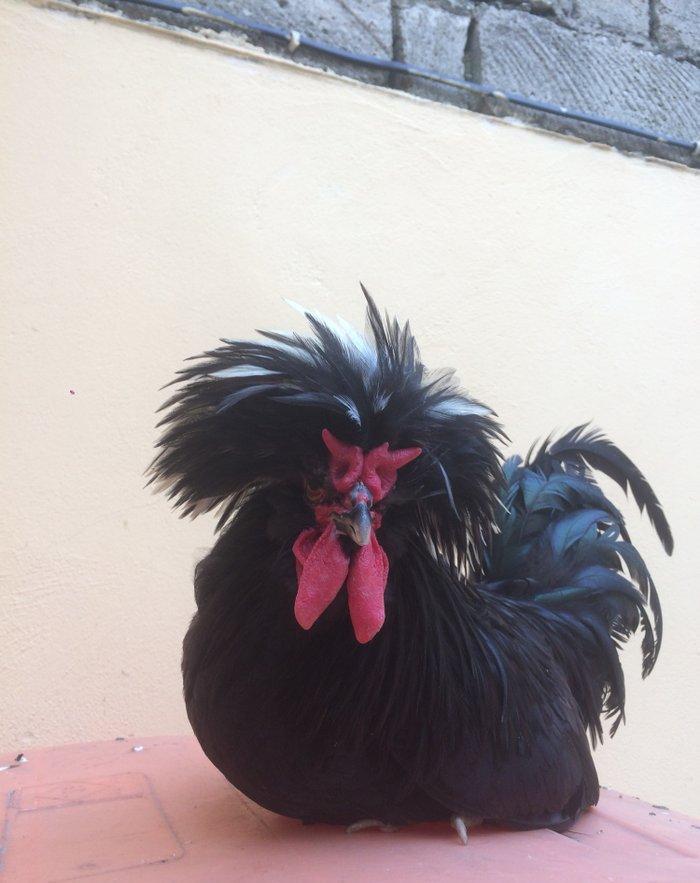 Ağ papaq ( rahibe toyuq) Butun peyvend ve  dermani olunub, Fere iled