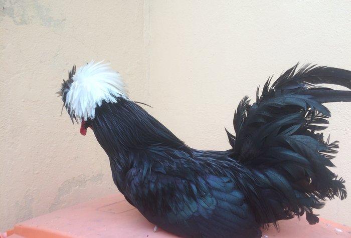 Ağ papaq ( rahibe toyuq) Butun peyvend ve  dermani olunub, Fere iled