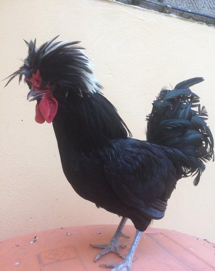 Ağ papaq ( rahibe toyuq) Butun peyvend ve  dermani olunub, Fere iled