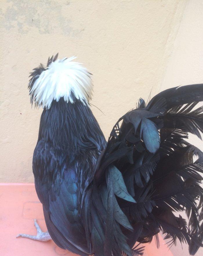 Ağ papaq ( rahibe toyuq) Butun peyvend ve  dermani olunub, Fere iled