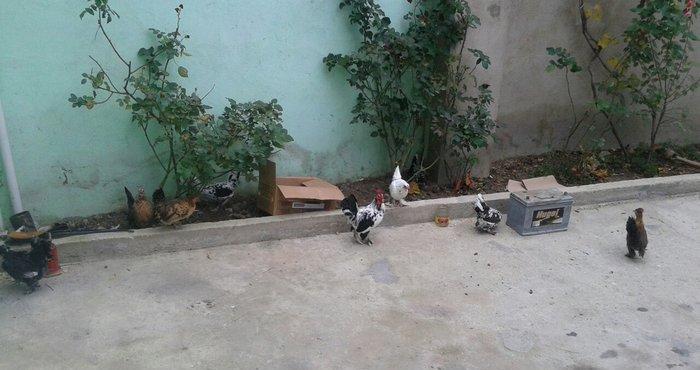 salam. 1xoriz 10toyuq. 11denesin 10un hesabliram. 1i paydi. 150m. 2si