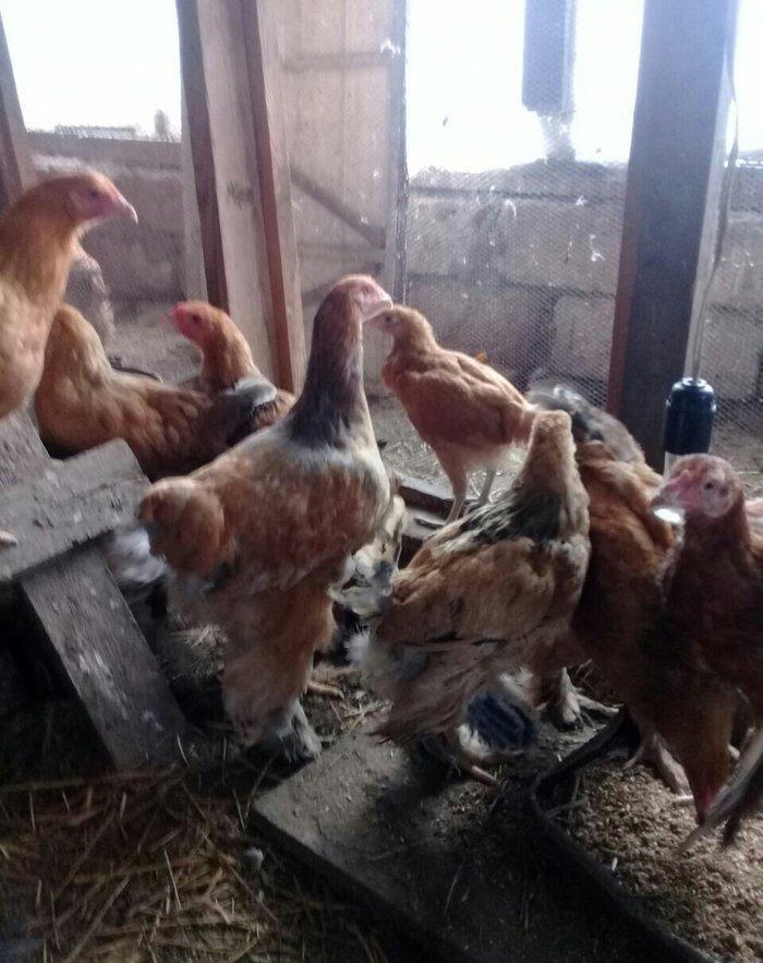 brama cuceleri satilir esl qan ve tam saglam butun vaksinleri vurulub