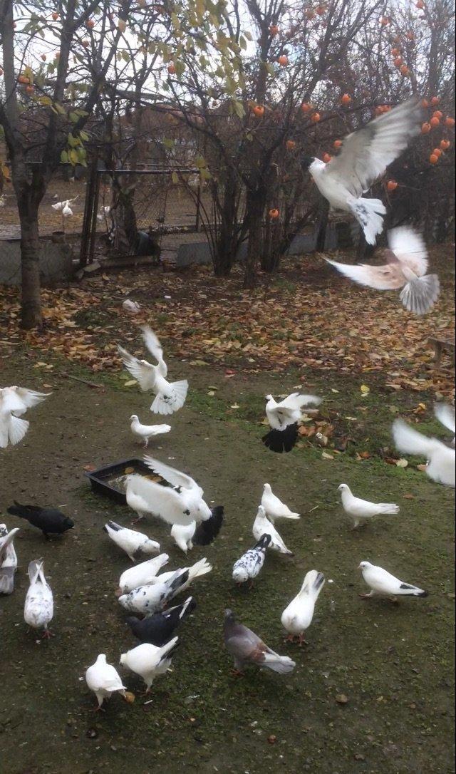 Son qiymetdi 29quwdu quwdara soz yoxdu elesi var tek 100manata alinib