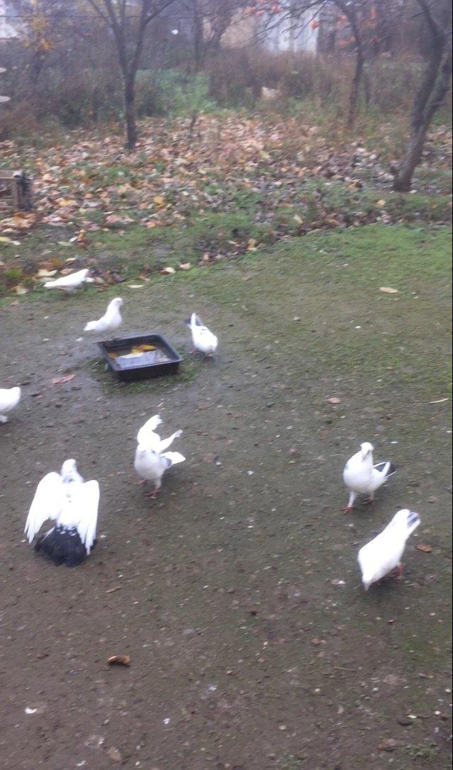 Son qiymetdi 29quwdu quwdara soz yoxdu elesi var tek 100manata alinib