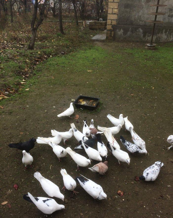 Son qiymetdi 29quwdu quwdara soz yoxdu elesi var tek 100manata alinib