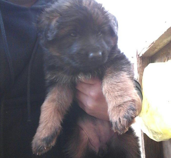 36 günlük erkək dişi bala var. Sağlam balalardı. 500 azn Ataları Rek.