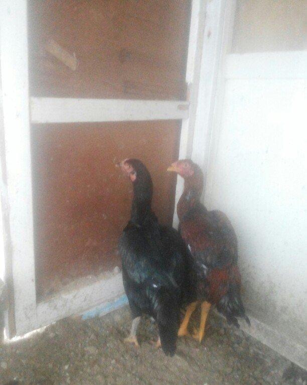 heyrati temiz cins fere ve xoruz xoruzu 5 ayliqdi 50 azn