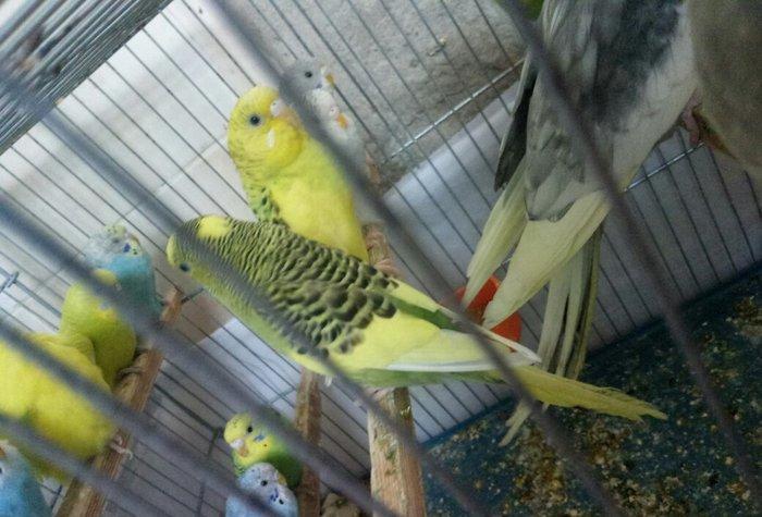 Tutuquwlari satilir hec bir problemleri yoxdu 13 edet valnisli 2 koril