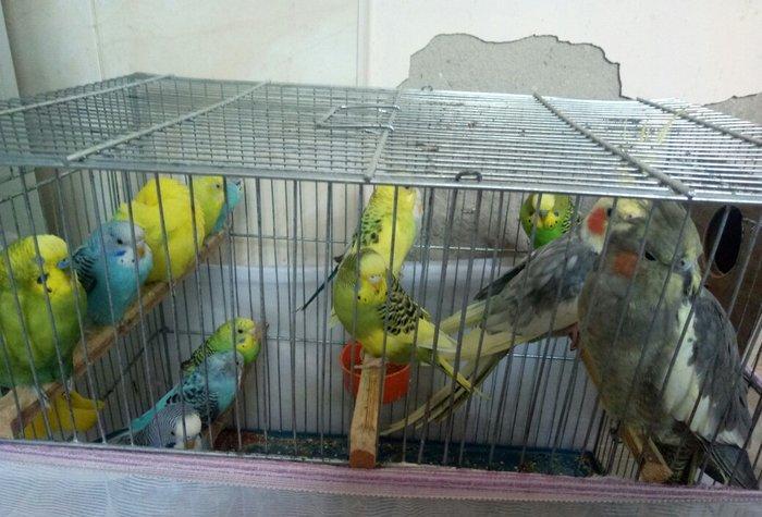 Tutuquwlari satilir hec bir problemleri yoxdu 13 edet valnisli 2 koril