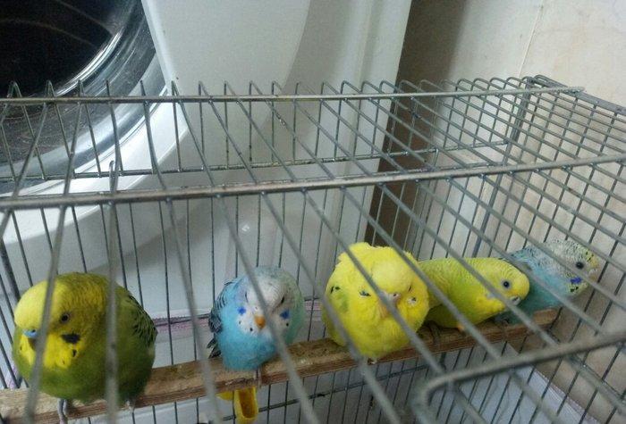 Tutuquwlari satilir hec bir problemleri yoxdu 13 edet valnisli 2 koril