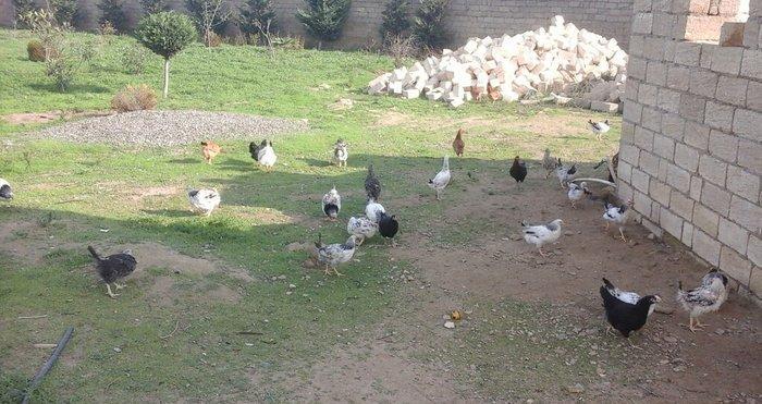 6 azn fereler 6 ve 7 ayliqlar heyet serayitinda saxlanir
SABUNCU RAYON