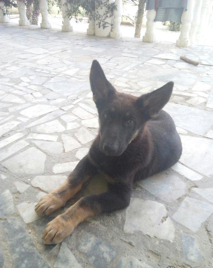 2 aylıq ovçarka evropa satılır. tək baladi.  qurd dərmanı verilib iynə