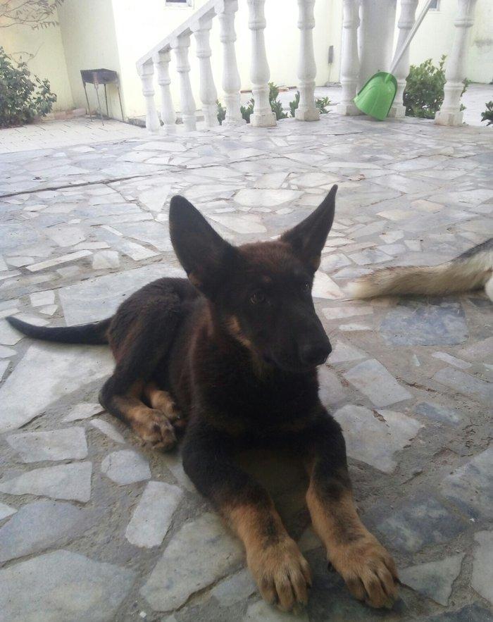 2 aylıq ovçarka evropa satılır. tək baladi.  qurd dərmanı verilib iynə
