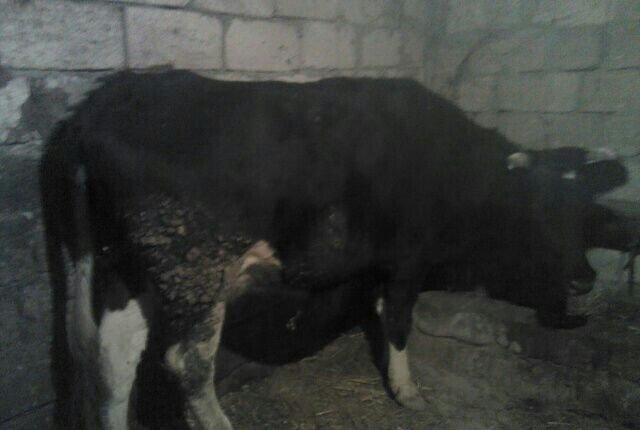 5 ayliq bogazdi altida diwi balasi axwam sabah 12 letr sud sagilir