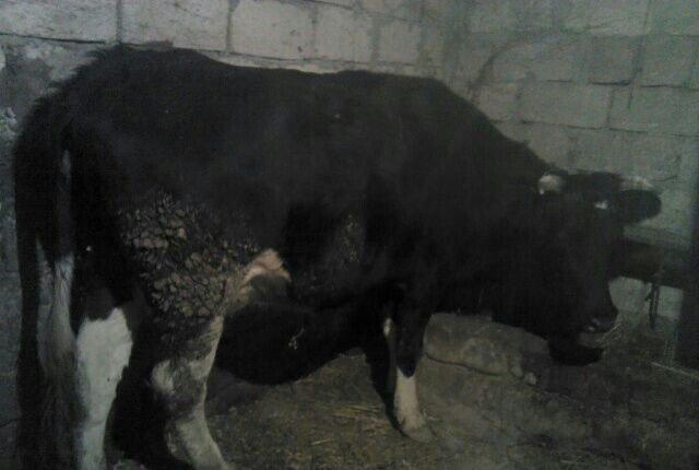 5 ayliq bogazdi altida diwi balasi axwam sabah 12 letr sud sagilir