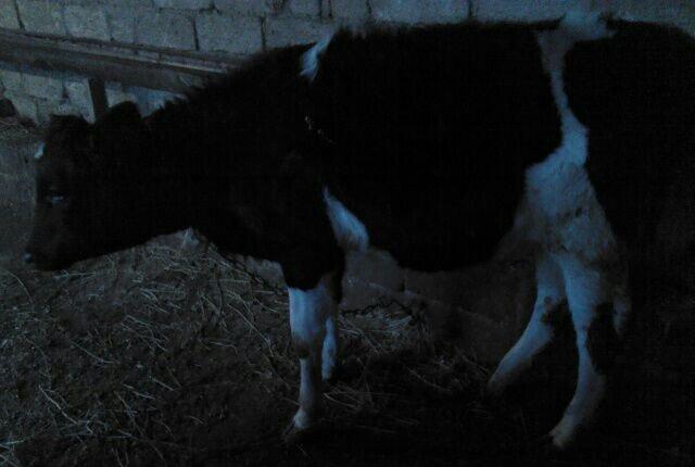 5 ayliq bogazdi altida diwi balasi axwam sabah 12 letr sud sagilir