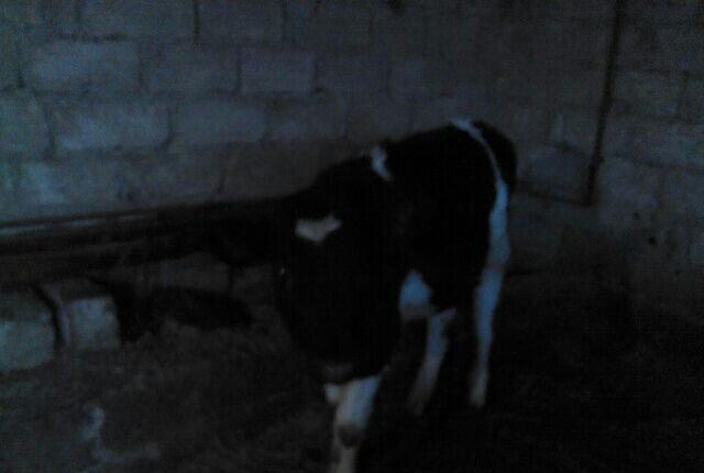 5 ayliq bogazdi altida diwi balasi axwam sabah 12 letr sud sagilir