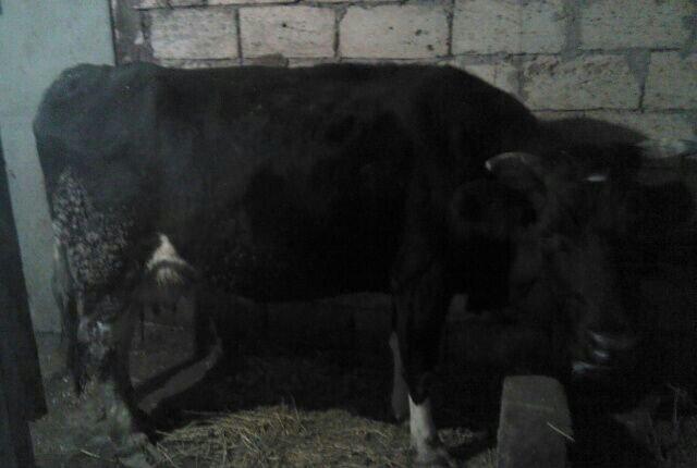 5 ayliq bogazdi altida diwi balasi axwam sabah 12 letr sud sagilir