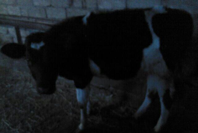 5 ayliq bogazdi altida diwi balasi axwam sabah 12 letr sud sagilir