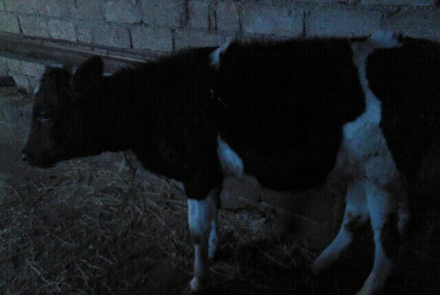 5 ayliq bogazdi altida diwi balasi axwam sabah 12 letr sud sagilir