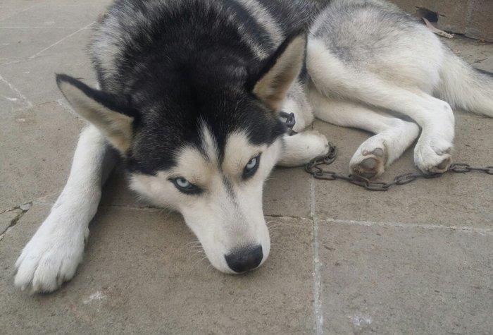 husky satilir 1yas 3 ayliqdi temiz qandi tam saglamdi peyvendleri vuru