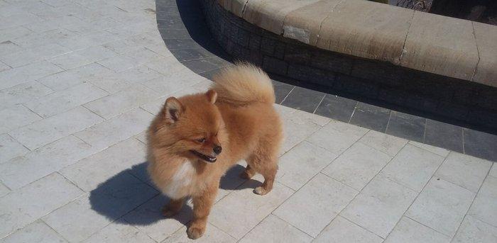 Pomiranskiy shpids ucuz satilir paltarlari ve yemek qabi ve bashqa aks