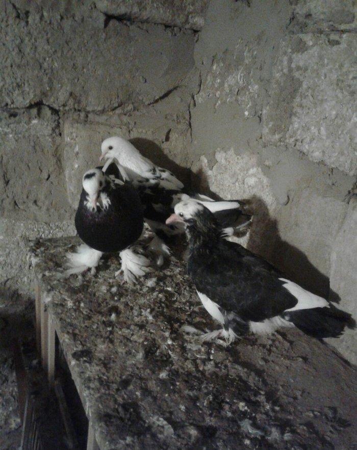 eni quyruqdular 15 dene goyercinle barter ederem isdeyen olsa bele 50