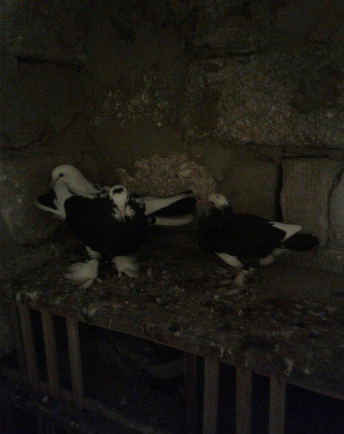 eni quyruqdular 15 dene goyercinle barter ederem isdeyen olsa bele 50