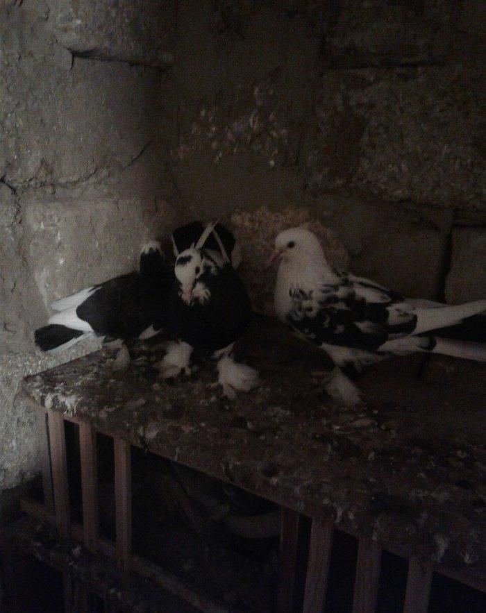 eni quyruqdular 15 dene goyercinle barter ederem isdeyen olsa bele 50